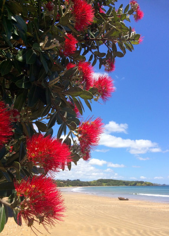 Pohutukawa - Extra Large Cotton Wick Candle