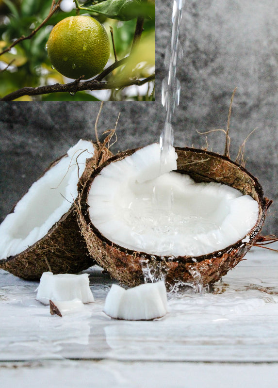 Coconut Lime - Medium Cotton Wick Candle